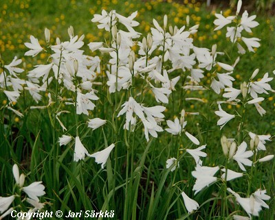  Paradisea liliastrum